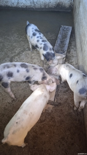 vând 4 purceluse la 20 kg 