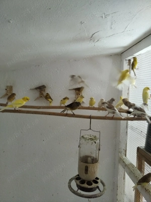 Vând canari Timbrado Originali 