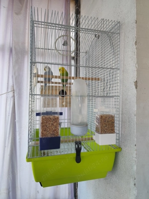 pereche peruși și colivie mare - imagine 2