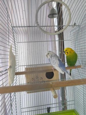 pereche peruși și colivie mare