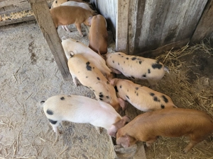 Vând purcei 8 saptamâni