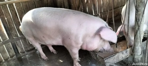 porci crescuți bio