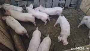 Purcei de vanzare