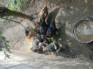 Rate mute de vînzare 