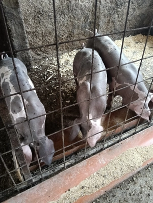 Vând porci rasa pietrean