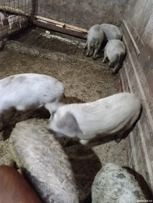 porci mangalita de 4 luni