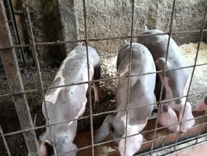 Vând porci rasa pietrean - imagine 3