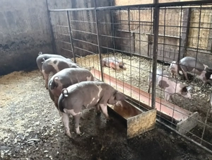 Vând porci rasa pietrean - imagine 2