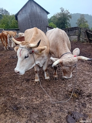 Vaci cu lapte,taur,vitei si o pereche de boi 