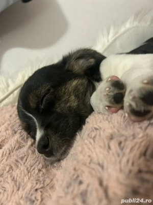 Donez cățel energetic caută o noua casă și stăpâni primitivi