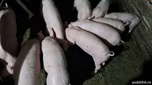 Vand Purceii - imagine 2 Vand Purceii - imagine 2