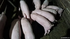 Vand Purceii - imagine 3 Vand Purceii - imagine 3