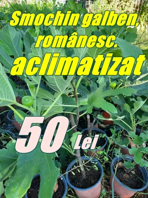 Plante și arbuști.