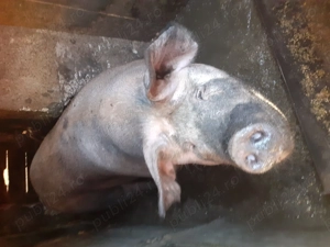 Vand porcii crescuți natueal in gospodărie 