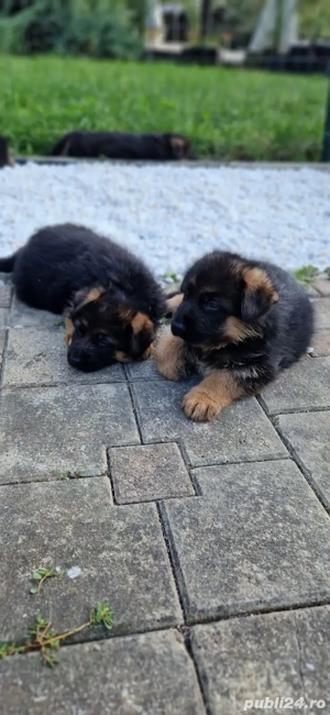 Deosebit ! Pui ciobanesc german