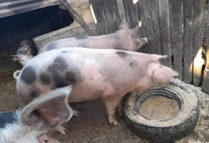 Porci de vanzare  - imagine 2 Porci de vanzare  - imagine 2