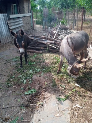 Vand 3 magari - imagine 2