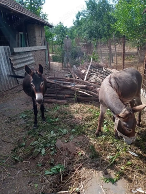 Vand 3 magari - imagine 4