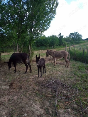 Vand 3 magari - imagine 3