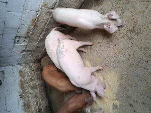 Vând grasuni 35 -40kg - imagine 2