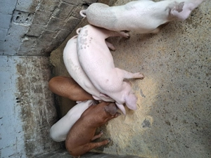 Vând grasuni 35 -40kg - imagine 3