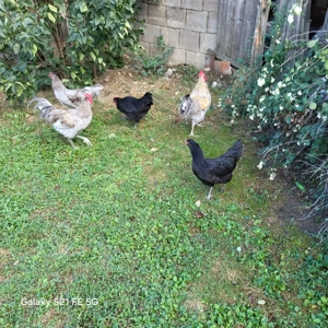 Cocoși tineri de vânzare. 