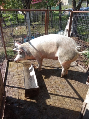 Scrofite de vînzare  - imagine 2