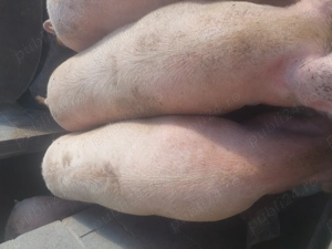 Porci de vânzare pentru sacrificat - imagine 2 Porci de vânzare pentru sacrificat - imagine 2