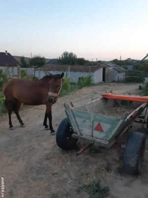 Cal ,caruţă şi ham de vânzare - imagine 2