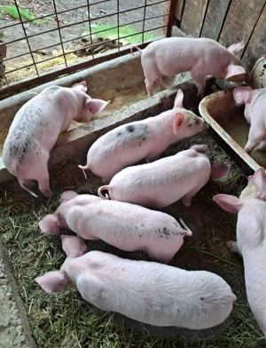 Vând Soldani Pietrean - imagine 2 Vând Soldani Pietrean - imagine 2