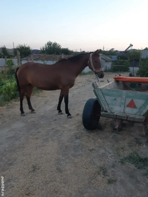 Cal ,caruţă şi ham de vânzare - imagine 5
