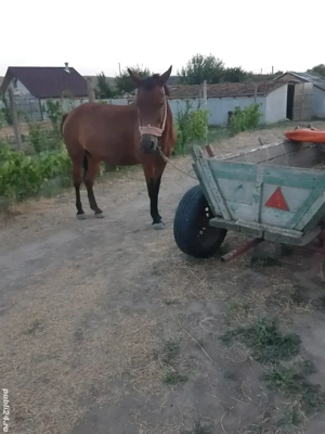 Cal ,caruţă şi ham de vânzare - imagine 3