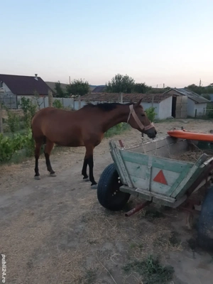 Cal ,caruţă şi ham de vânzare - imagine 4