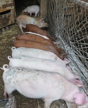 Vănd 6 purcei de 12 săptămâni  - imagine 4