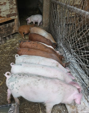 Vănd 6 purcei de 12 săptămâni  - imagine 3