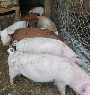 Vănd 6 purcei de 12 săptămâni  - imagine 5
