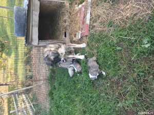 catea de vanzare  - imagine 4 catea de vanzare  - imagine 4