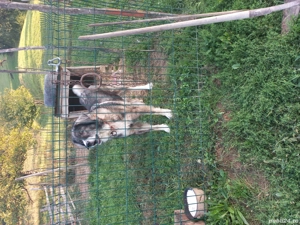 catea de vanzare  - imagine 5 catea de vanzare  - imagine 5