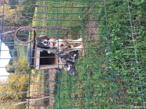 catea de vanzare  - imagine 3 catea de vanzare  - imagine 3