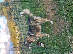 catea de vanzare  - imagine 2 catea de vanzare  - imagine 2