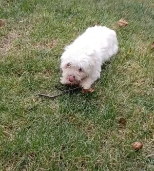 Catelusa bichon maltez toy - imagine 4