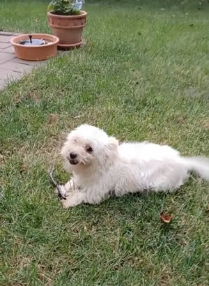 Catelusa bichon maltez toy - imagine 2