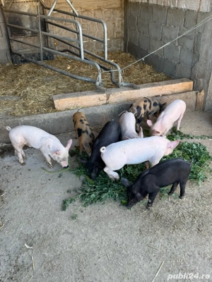 De vânzare purcei 7 saptamani