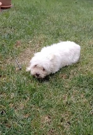 Catelusa bichon maltez toy - imagine 3