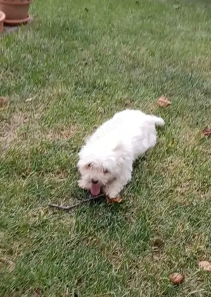 Catelusa bichon maltez toy - imagine 5