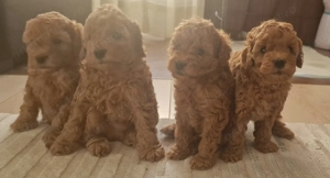 Căţeluși Toy Poodle de vânzare   - imagine 3