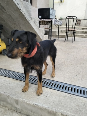 Vând câine rasa Terrier german