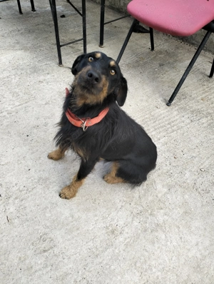 Vând câine rasa Terrier german - imagine 4