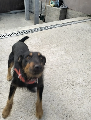 Vând câine rasa Terrier german - imagine 3