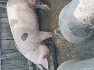 Vand porci  - imagine 2